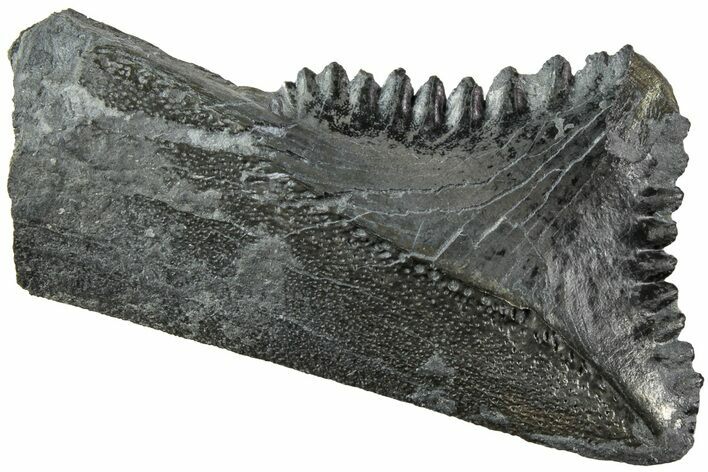 Bizarre Edestus Shark Tooth In Jaw Section - Carboniferous #238486